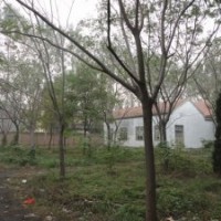 山東合歡樹基地合歡樹價(jià)格