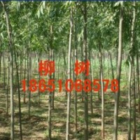 供應山東直柳、山東直柳基地、山東竹柳基地、山東賣竹柳、山東竹