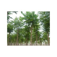 山東毛白楊什么價(jià)格,冠縣毛白楊批發(fā)基地,毛白楊哪里的便宜？