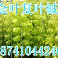 金葉復(fù)葉槭