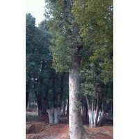 長期大量供應各種規(guī)格香樟