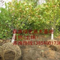 法桐多少錢一顆-法桐價(jià)格