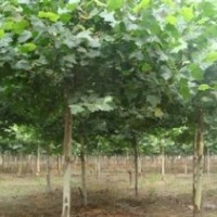 2014年國(guó)槐 白蠟 法桐等樹(shù)木出售