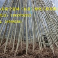 2-16分法桐
