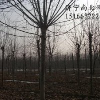 法桐苗 白蠟苗 欒樹苗 國槐苗