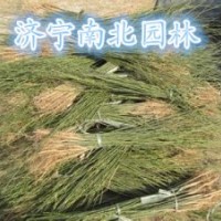大量供應(yīng)國槐苗