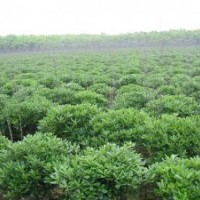供海桐球，黃楊球，冬青球，火棘球，紅葉石楠球，小葉女貞球 衛(wèi)