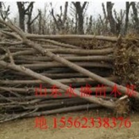 國槐最新價(jià)格