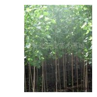 河北楊1-2年 兩茬一根 2-8公分