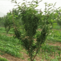 本人有大量櫻桃樹苗，桃樹苗，核桃樹苗等各種果樹苗木及占地苗木