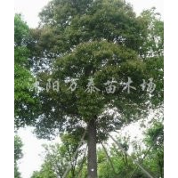 供應(yīng)合歡、大葉女貞、欒樹、法桐、國槐、櫻花、木槿