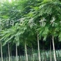 供應(yīng)高桿女貞、櫸樹、樸樹、香樟