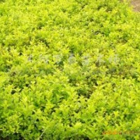 供應(yīng)龍柏、衛(wèi)矛、扶芳藤、金葉女貞、大葉黃楊、小葉黃楊