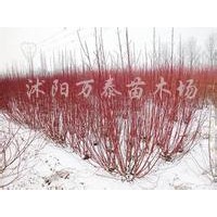 供應(yīng)紅楓、馬褂木、垂柳、金絲垂柳、紅瑞木