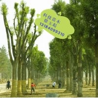 2014年國槐價格信息