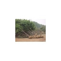 陜西40公分國槐價格