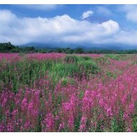 遼寧彰武翠梓青苗圃大量批發(fā)優(yōu)質(zhì)樟子松苗，油松苗