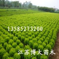 灑金柏、龍柏、紅葉李、大葉黃楊、小葉女貞、火棘