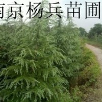 廣玉蘭 白玉蘭 紅葉石楠 女貞