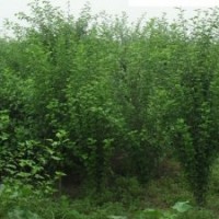 3公分木槿樹基地4公分木槿價格5公分木槿樹直銷