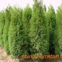 供應(yīng)側(cè)柏苗、山西側(cè)柏苗