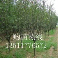 紅葉小檗、金葉女貞、灑金柏、百日紅，紅花繼木、紅葉李、紫葉桃