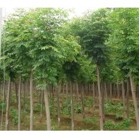 湖南哪里有7公分刺槐價(jià)格-8公分刺槐價(jià)格