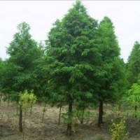 南京中山杉，南京中山杉價格