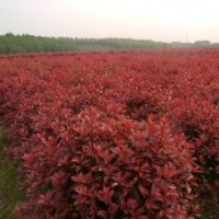 紅葉石楠報(bào)價(jià)、紅葉石楠小苗