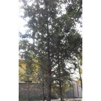 長期供應(yīng)16公分銀杏實(shí)生樹
