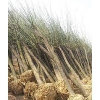 供應國槐規(guī)格齊全