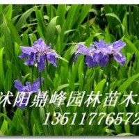 供應(yīng):鳶尾,玉簪,西湖海棠,蜀檜