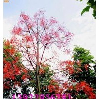 火焰木 武生花木場，武新花木場