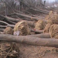 【現(xiàn)貨】國(guó)槐6、7、8公分國(guó)槐苗圃樹6000棵急售