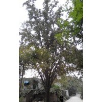 大量供應(yīng)40公分銀杏實(shí)生樹