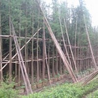 落羽杉袋苗