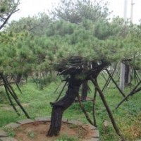 供應(yīng) 景觀松樹 造型油松 優(yōu)質(zhì)黑松 園林工程