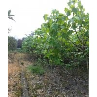 貴州木芙蓉，貴陽木芙蓉，貴州3-12公分木芙蓉樹