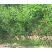 四川黃花槐，貴州5公分黃花槐，貴州8公分黃花槐