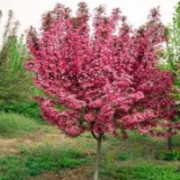大葉北美海棠，長(zhǎng)勢(shì)快，價(jià)格高，北美海棠研究所