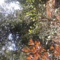 長(zhǎng)期供應(yīng)紅豆杉1.5米～3.5米，滿(mǎn)冠、香樟8～35公分，滿(mǎn)冠、銀杏