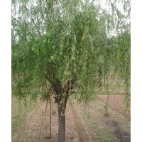 供應(yīng)15-20公分的垂柳，行道樹(shù)，一級(jí)苗