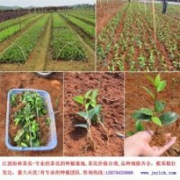 茶花穗條