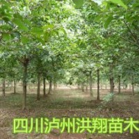 黃葛樹基地