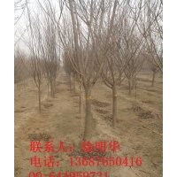 常年供應：櫻花、速生櫻花、速生櫻花小苗
