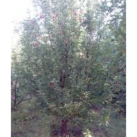 12公分京紅海棠樹