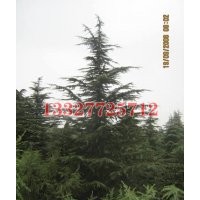 紅楓苗木價格，紅楓價格