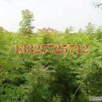 杜仲苗木價(jià)格，杜仲價(jià)格