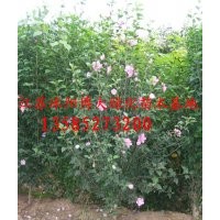 基地大量供應(yīng)木槿、叢生木槿規(guī)格齊全