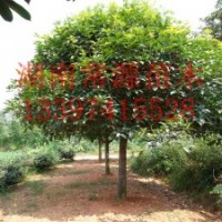供應(yīng)：香樟、桂花、廣玉蘭、羅漢松、茶花、紅花繼木、杜鵑等苗木